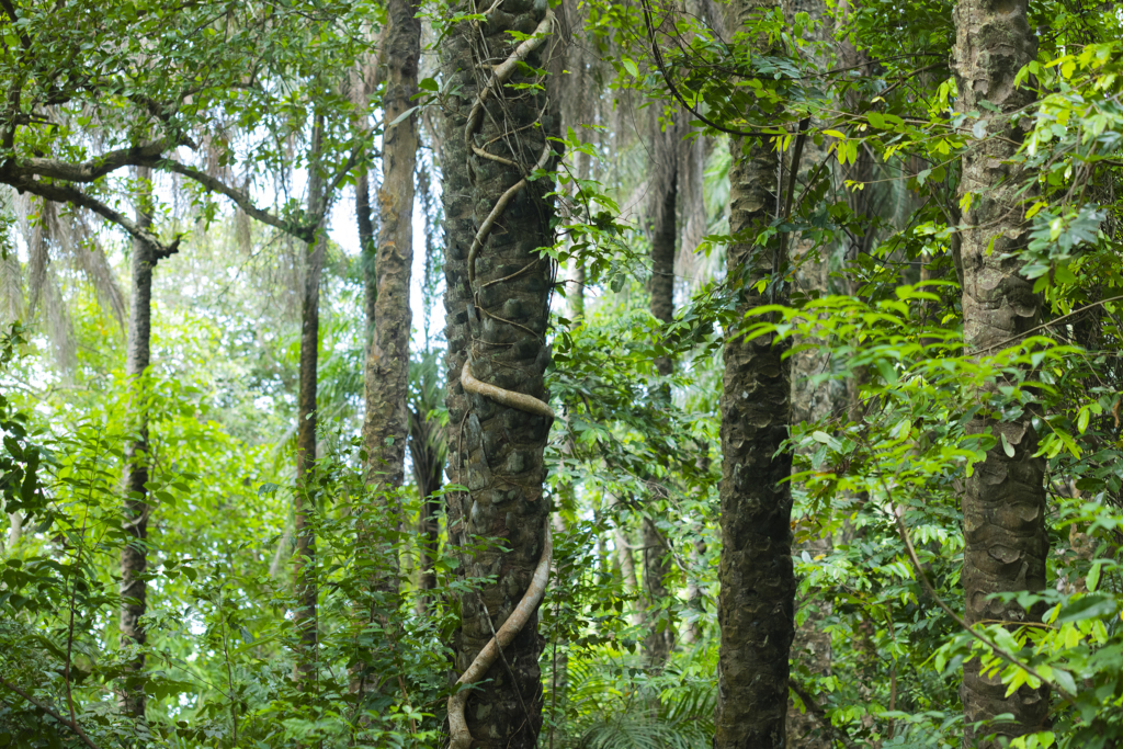 Selva Bijagó