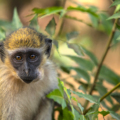 Cantanhez National Park: the wild heart of Guinea-Bissau