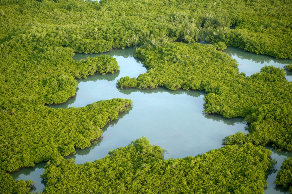 Manglares de formosa