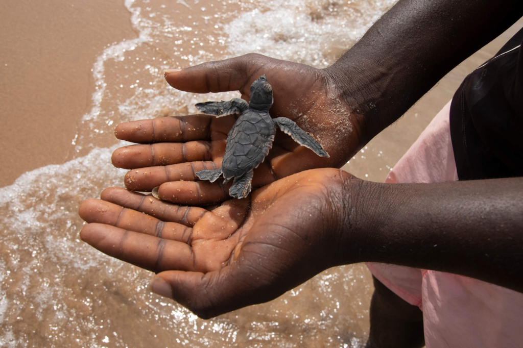 Tortuga en Poilao