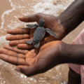 Poilão y el desove de tortugas marinas: un espectáculo sagrado de la naturaleza