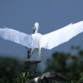 🐦 Guinea-Bissau: refugio vital para las aves migratorias del atlántico este
