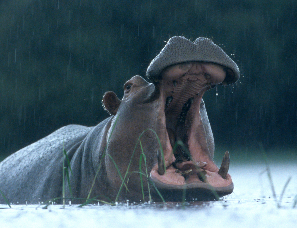 Orango and its saltwater hippopotamus: a unique destination in the