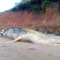 Ballena varada en la playa de Varela
