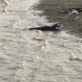 Cocodrilos en el puerto de Bissau: un encuentro inesperado antes de partir a las Bijagós.